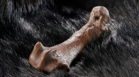 Mittelfußknochen eines Höhlenbären mit Schnittspuren auf einem Fell Foto: Volker Minkus